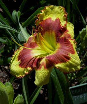 Sir Francis Drake (Stamile, 2008)